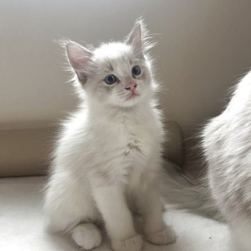 ラグドール【愛知県・男の子・2025年9月12日・ブルーポイントバイカラー】の写真「少し薄めのお色と綺麗なハチワレのハンサムな子です」