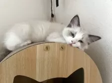 ラグドール【愛知県・男の子・2025年9月13日・シールポイントバイカラー】の写真3