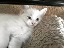 ラグドール【愛知県・男の子・2025年9月13日・ブルーポイントバイカラー】の写真7