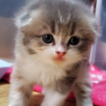 鹿児島県の猫のブリーダー キャッテリーのブログ特集 みんなのペットライフ 鹿児島県の猫のブリーダー キャッテリーのブログ特集 みんなのペットライフ
