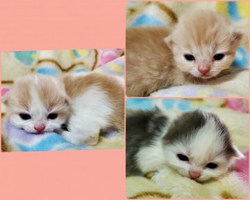 鹿児島県の猫のブリーダー キャッテリーのブログ特集 3ページ目 みんなのペットライフ