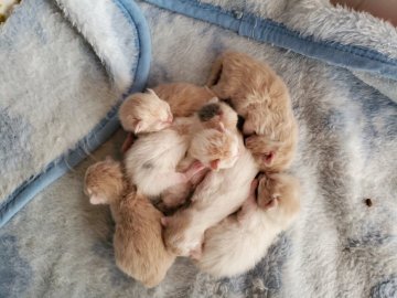 鹿児島県の猫のブリーダー キャッテリーのブログ特集 みんなのペットライフ 鹿児島県の猫のブリーダー キャッテリーのブログ特集 みんなのペットライフ