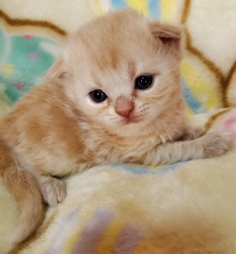 鹿児島県の猫のブリーダー キャッテリーのブログ特集 3ページ目 みんなのペットライフ