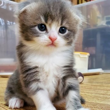 鹿児島県の猫のブリーダー キャッテリーのブログ特集 みんなのペットライフ