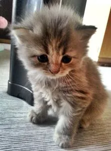 ID:1505-00094の子猫