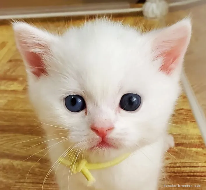 ID:2105-00578の子猫