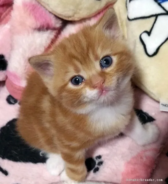 ID:1611-00692の子猫