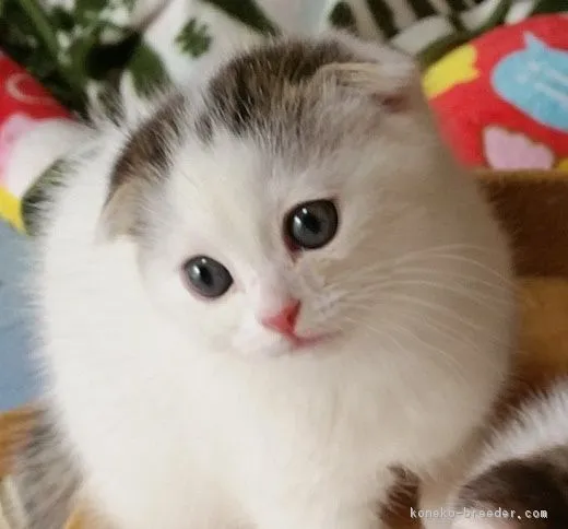 ID:1804-01494の子猫