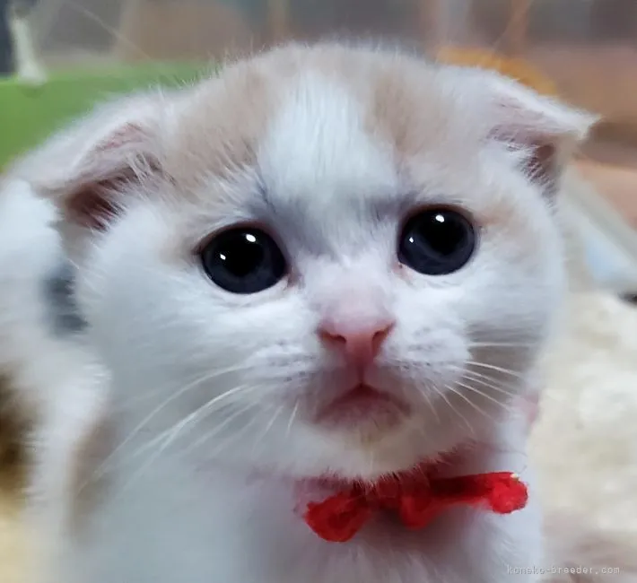 ID：2202-00941の子猫