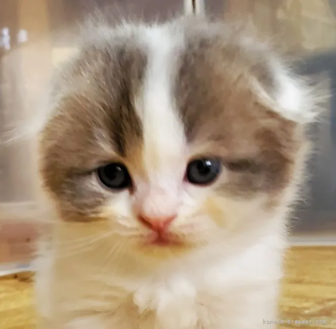 ID：2203-02393の子猫