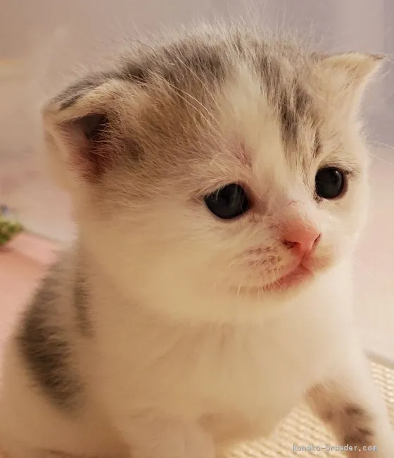 ID:2004-00447の子猫