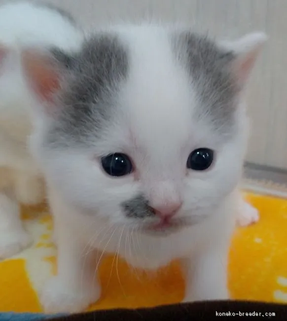 ID:1905-01637の子猫