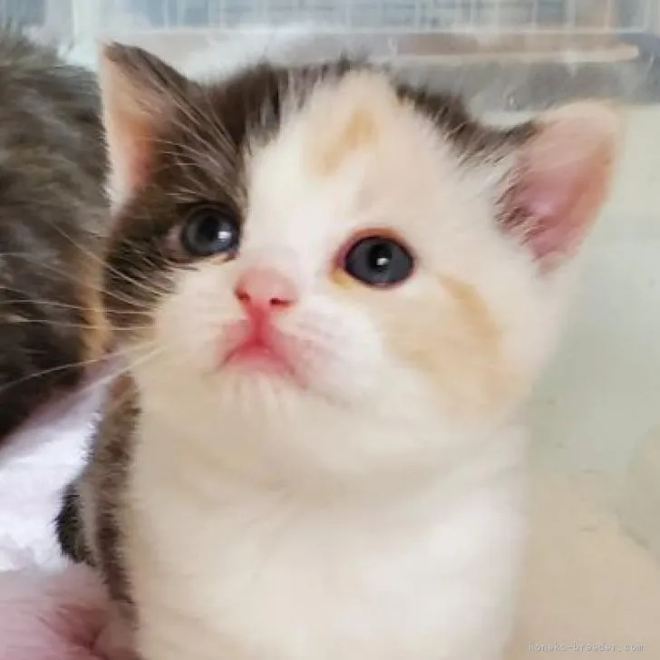 ID:2301-01371の子猫