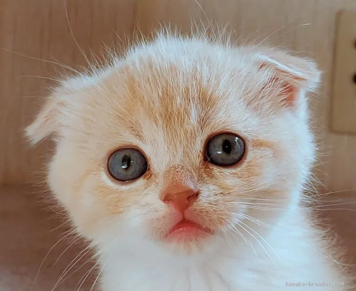 ID:2101-00584の子猫