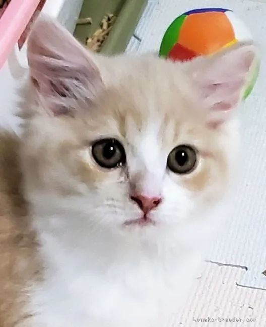 ID：2201-02135の子猫