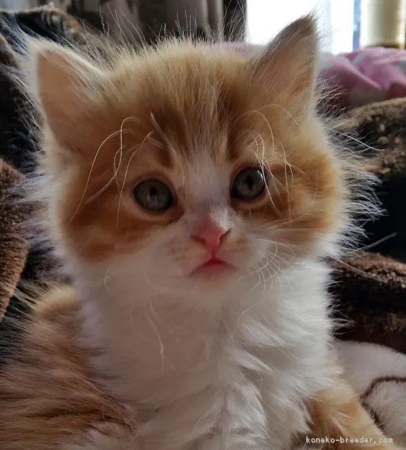 ID：1612-00684の子猫