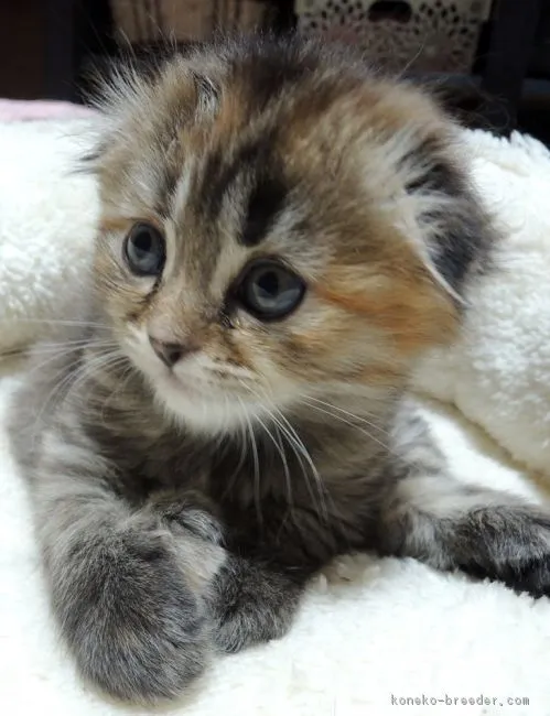 ID:1603-00395の子猫