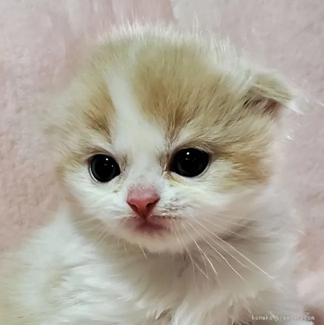 ID：2104-00013の子猫