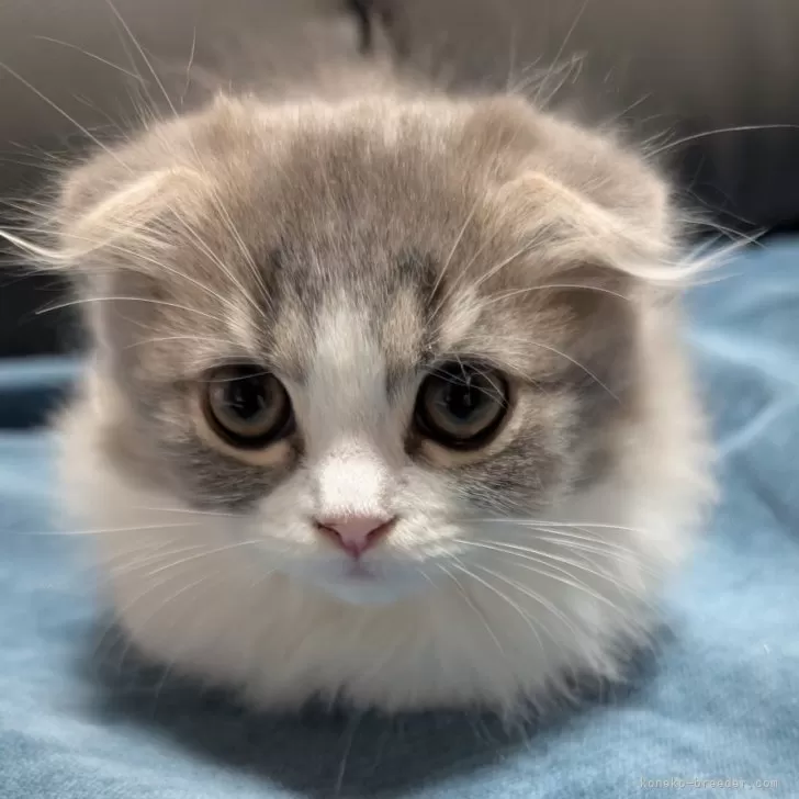 ID:2410-00884の子猫