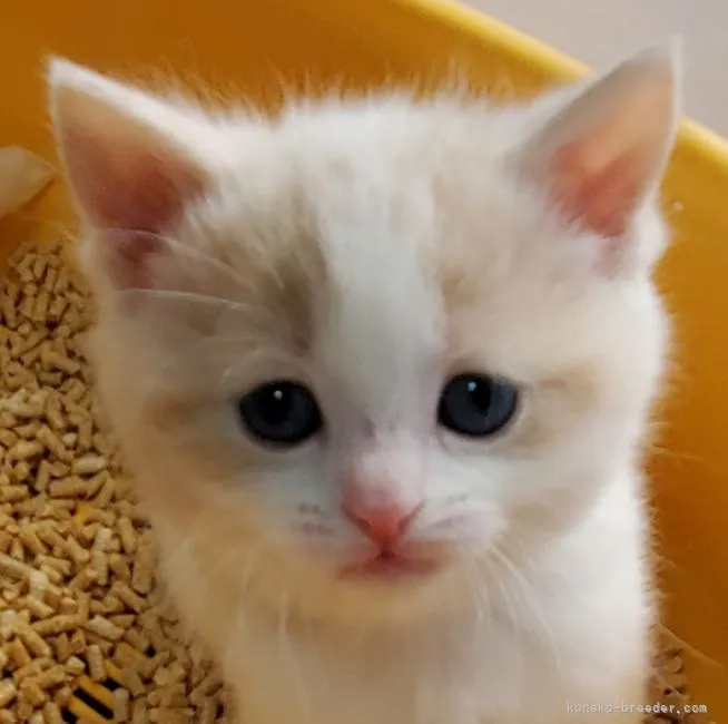 ID：2201-02134の子猫
