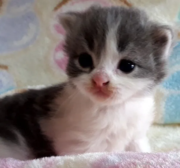 ID:1711-00180の子猫