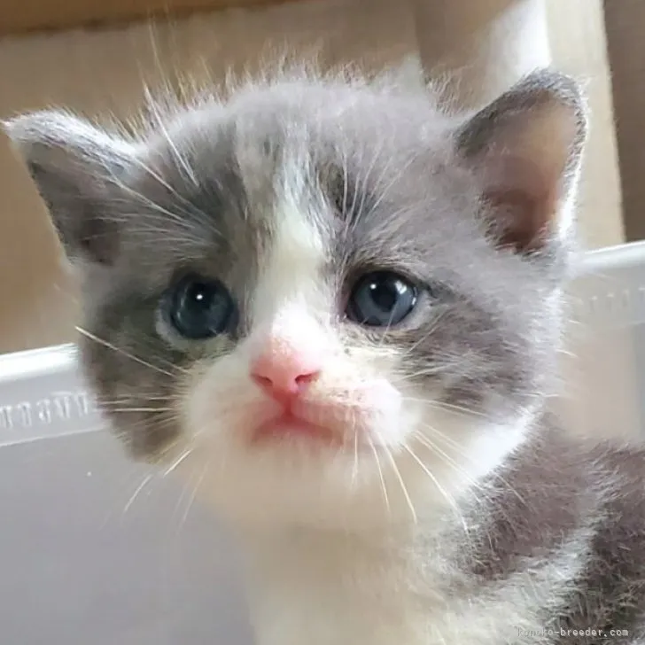 ID:2308-03157の子猫