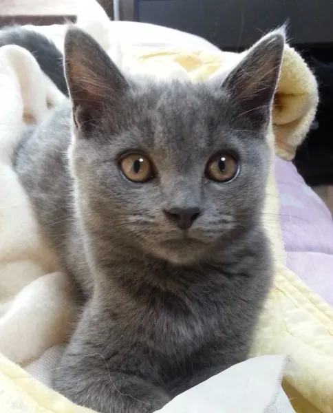 ID：1307-00229の子猫