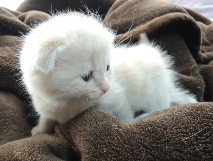 ID:1311-00104の子猫