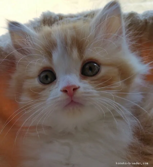 ID:1701-00046の子猫