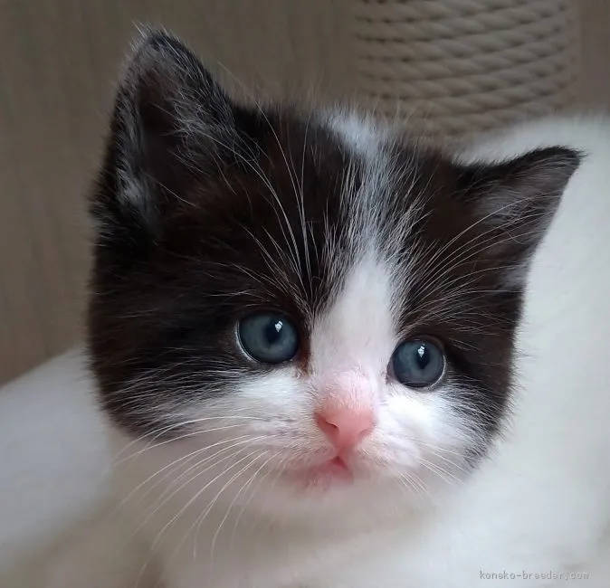 ID:1905-01636の子猫
