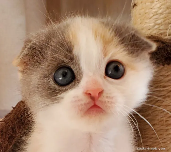 ID：2101-00582の子猫