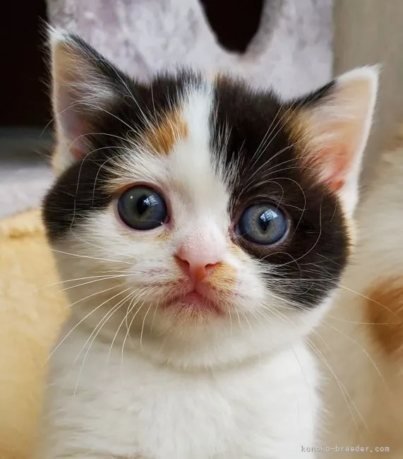 ID:2205-01006の子猫