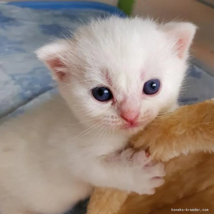 ID：2209-00543の子猫