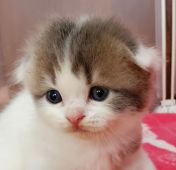 鹿児島県のスコティッシュフォールドのブリーダーを探す みんなの子猫ブリーダー 鹿児島県のスコティッシュフォールドのブリーダーを探す みんなの子猫ブリーダー