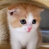 スコティッシュフォールド(折れ耳)【大阪府・女の子・2022年9月19日・カメオタビー&ホワイト】の写真1「11/1撮影」