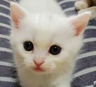 スコティッシュフォールド(立ち耳)【大阪府・男の子・2021年4月11日・ホワイト】の写真2「5/12撮影」