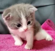 スコティッシュフォールド(折れ耳)【大阪府・男の子・2019年12月2日・ブルータビー&ホワイト】の写真2