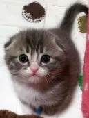 スコティッシュフォールド【大阪府・男の子・2016年12月4日・ブルータビー&ホワイト】の写真3