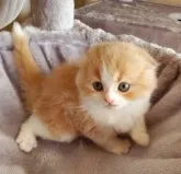 スコティッシュフォールド(折れ耳)【大阪府・男の子・2023年10月12日・クリームタビー&ホワイト】の写真3