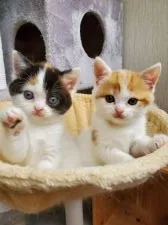 スコティッシュフォールド(立ち耳)【大阪府・女の子・2022年4月14日・キャリコ】の写真3「5/26撮影」