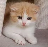 スコティッシュフォールド(折れ耳)【大阪府・女の子・2022年9月19日・カメオタビー&ホワイト】の写真3