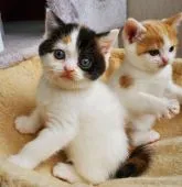 スコティッシュフォールド(立ち耳)【大阪府・女の子・2022年4月14日・キャリコ】の写真4「5/26撮影」