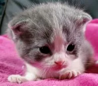 スコティッシュフォールド(折れ耳)【大阪府・男の子・2019年12月2日・ブルータビー&ホワイト】の写真4