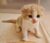 スコティッシュフォールド(折れ耳)【大阪府・女の子・2022年9月19日・カメオタビー&ホワイト】の写真5