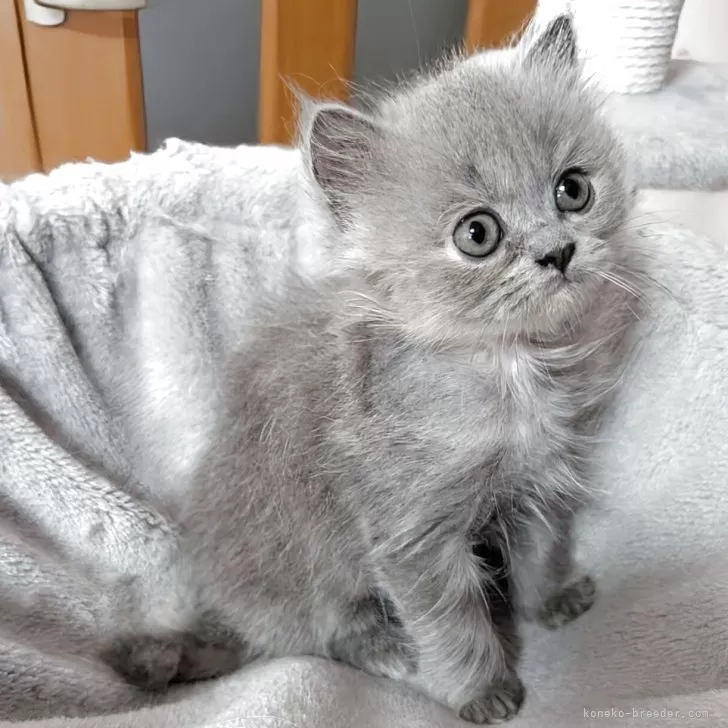 スコティッシュフォールド(立ち耳)【大阪府・女の子・2025年6月18日・ブルークリーム】の写真1