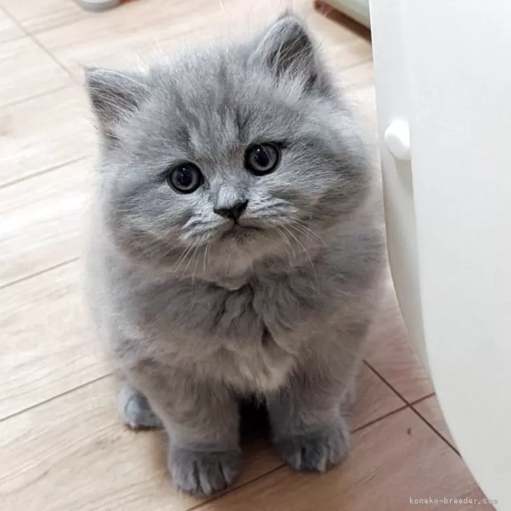 ID：2504-02746の子猫