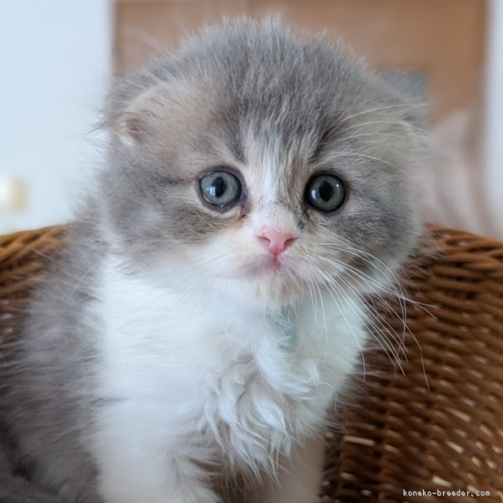 ブリーダー画像