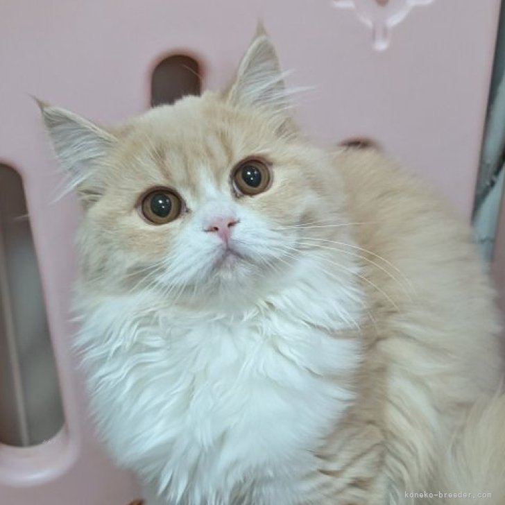 ブリーダー画像