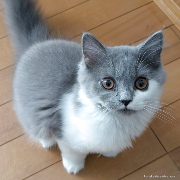 ブリーダー画像