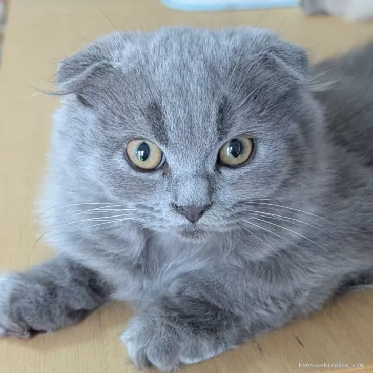 スコティッシュフォールド(折れ耳)【大阪府・男の子・2025年6月18日・ブルー】の写真1